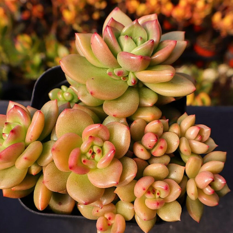 apple blossom succulent Echeveria Apple Blossom