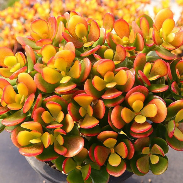 crassula argentea variegata Crassula Argentea f Variegata
