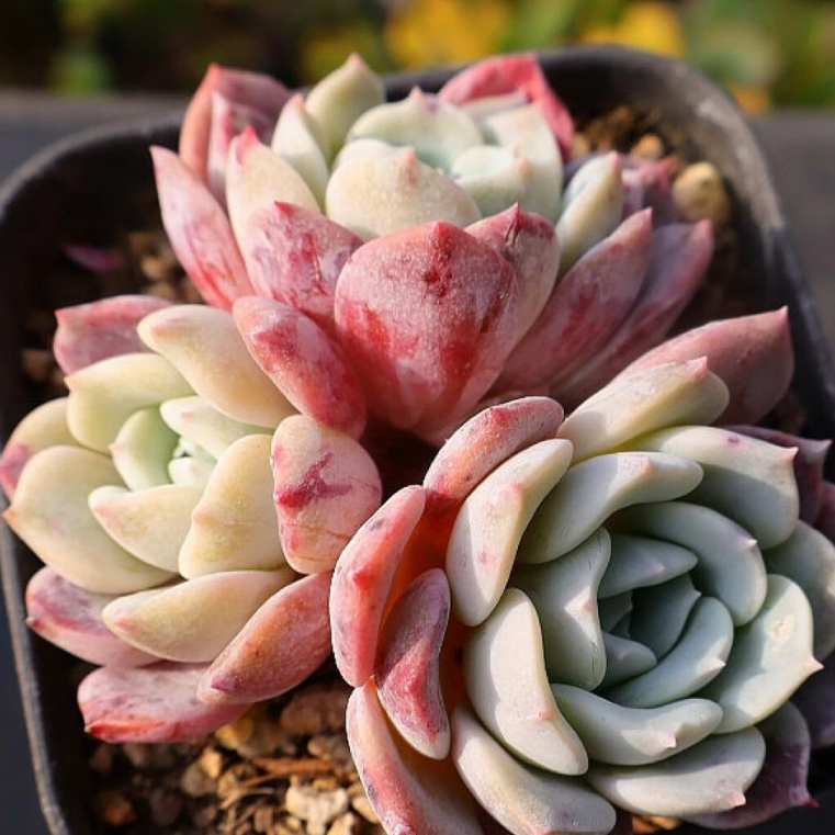 Echeveria Lapine – Cedar Creek Farmhouse