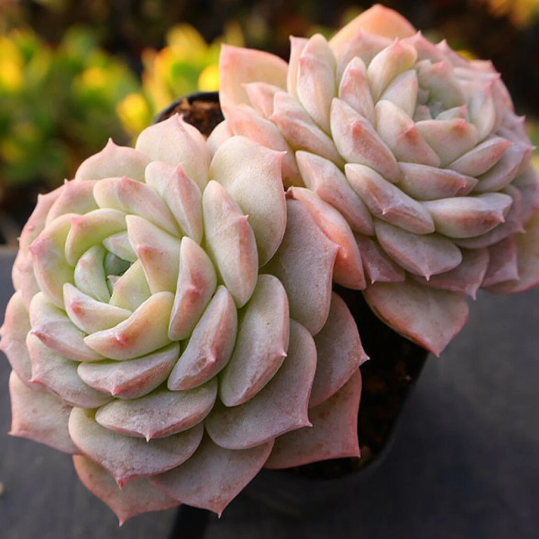 love plant succulent Echeveria Pure Love – Cedar Creek Farmhouse