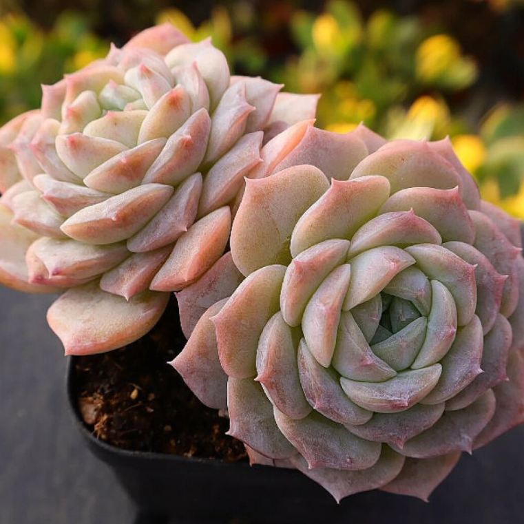 pure succulents Echeveria Pure Love – Cedar Creek Farmhouse