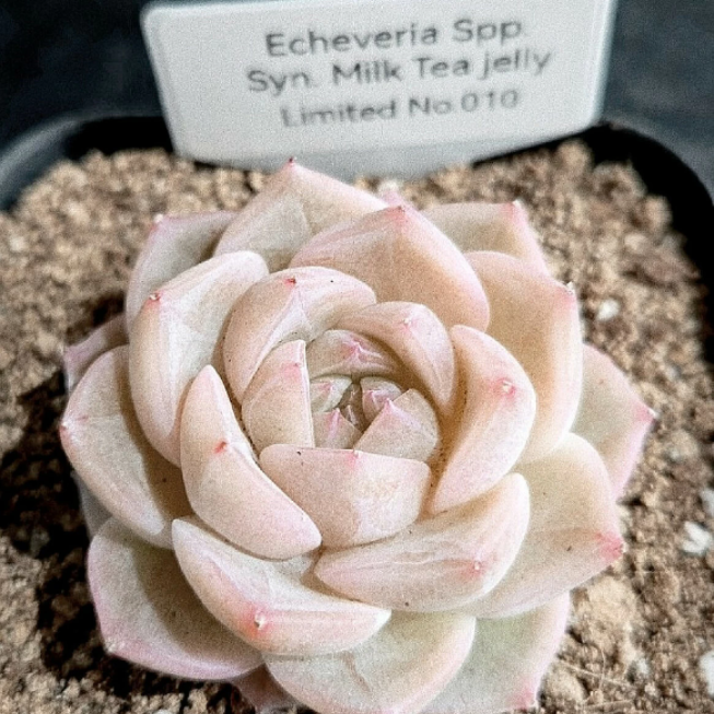 Echeveria Milk Tea – Cedar Creek Farmhouse