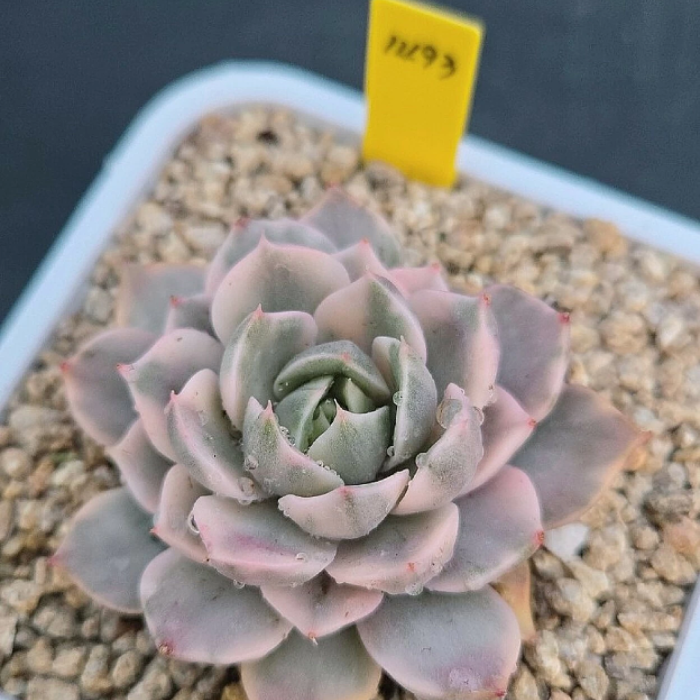 roma succulent Echeveria Rose Roma, Variegata