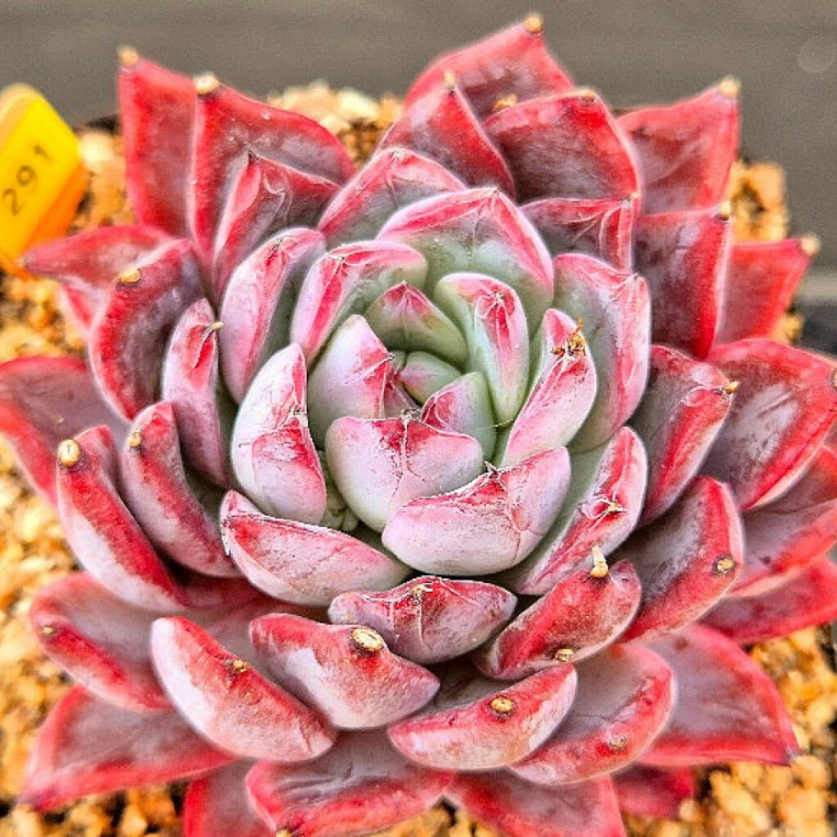 black swan succulent Echeveria Black Swan – Cedar Creek Farmhouse