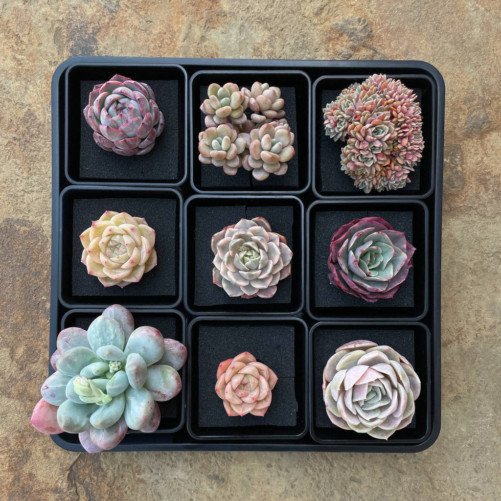 Echeveria Milk Tea – Cedar Creek Farmhouse