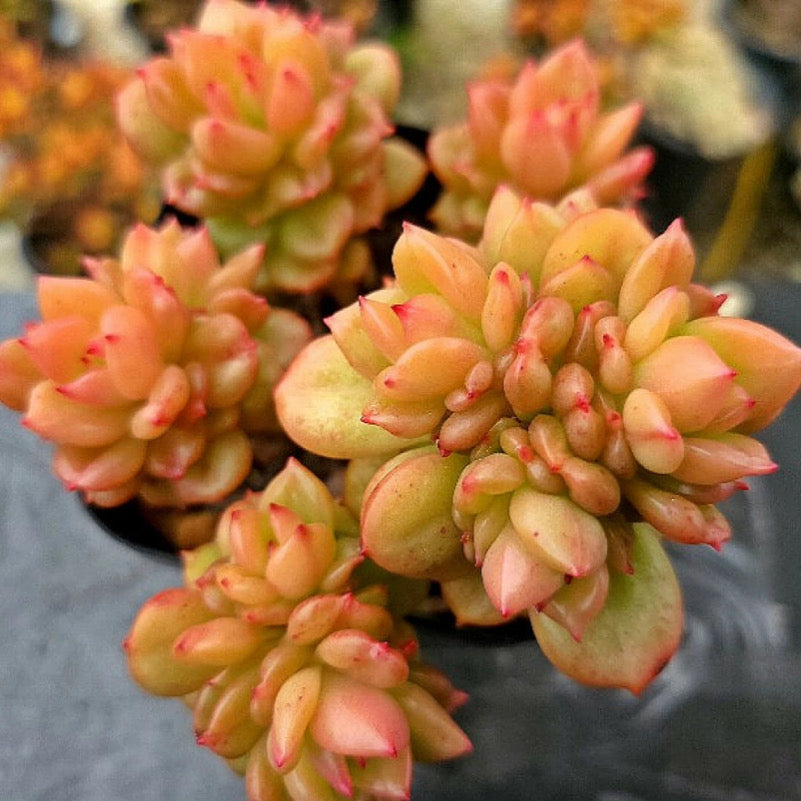 apple blossom succulent Echeveria Apple Blossom