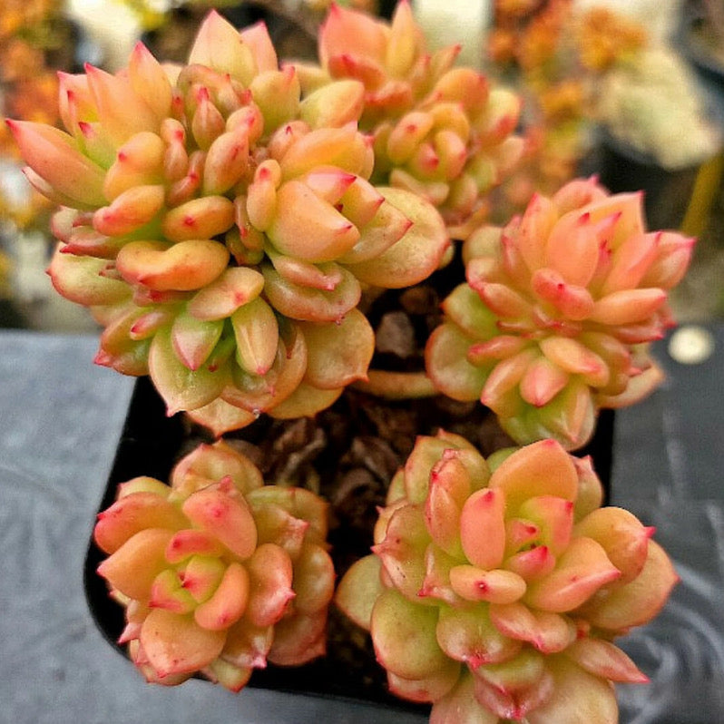 sweet blossom succulent Echeveria Apple Blossom – Cedar Creek Farmhouse
