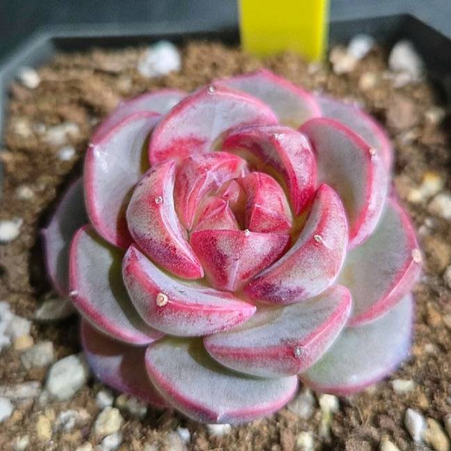 succulent plant in german Echeveria German Rose – Cedar Creek Farmhouse