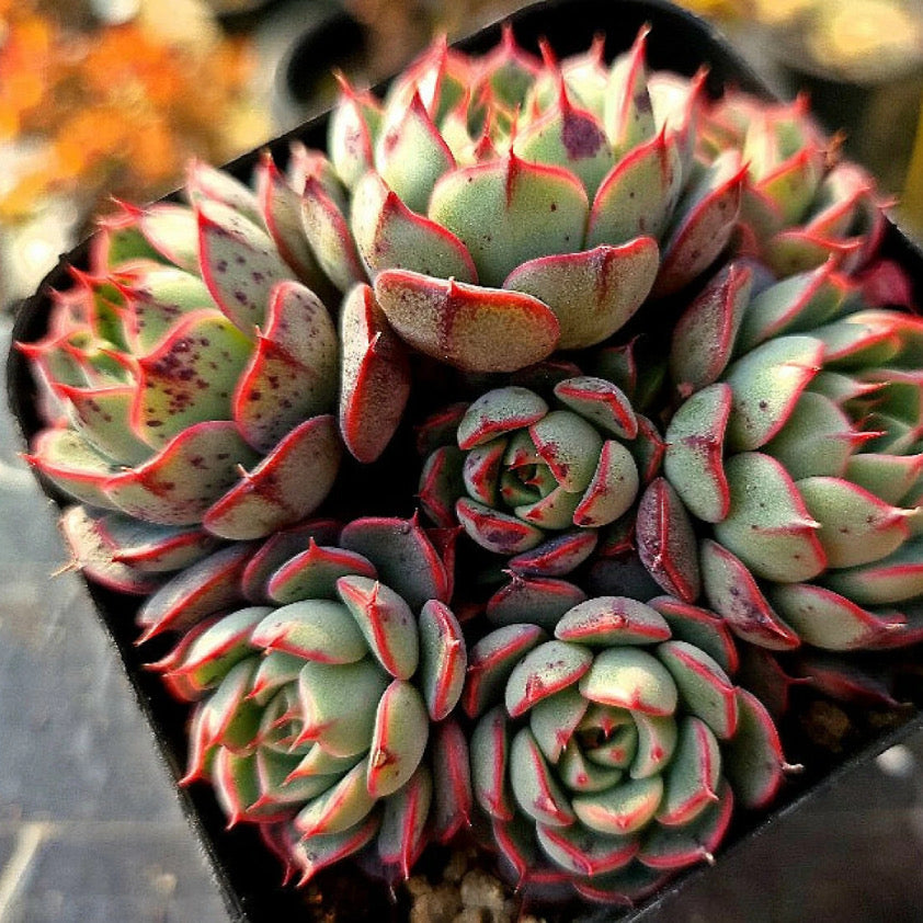 Echeveria Miraclen – Cedar Creek Farmhouse