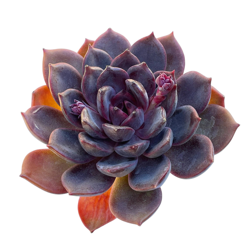 dark moon succulent SALE! Echeveria Dark Chocolate – Cedar Creek Farmhouse