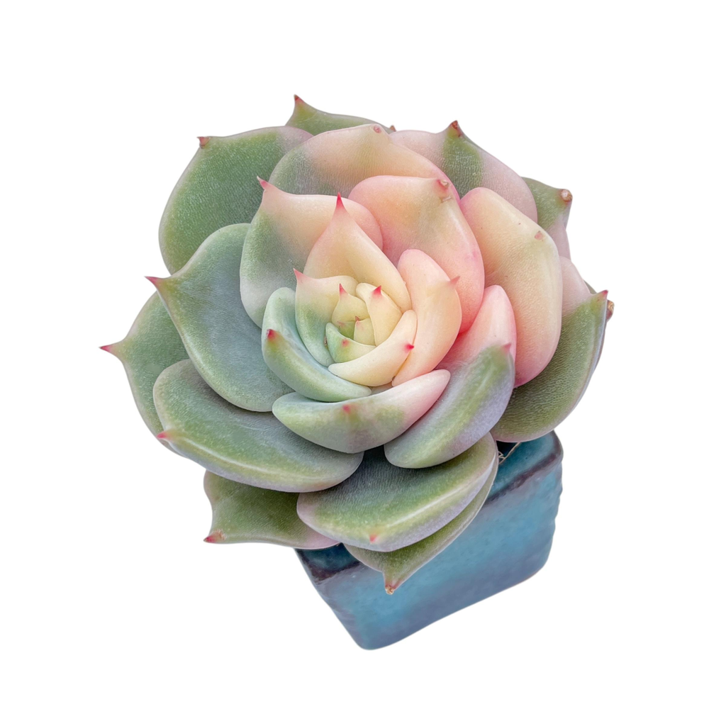 LAST CHANCE! Echeveria Sapphire, Variegata – Cedar Creek Farmhouse