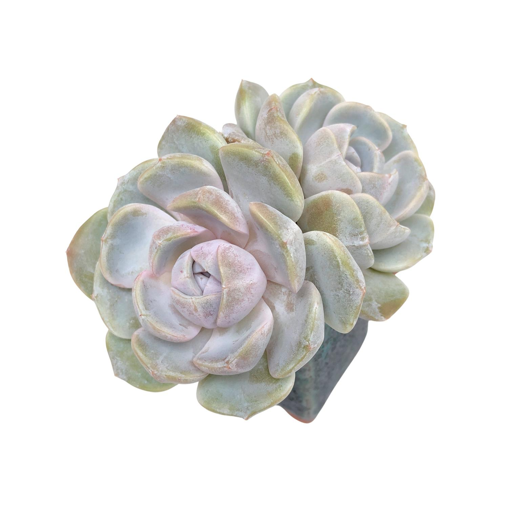 Echeveria Tynie Berger Double Cedar Creek Farmhouse Echeveria Tynie Berger Double Cedar Creek Farmhouse
