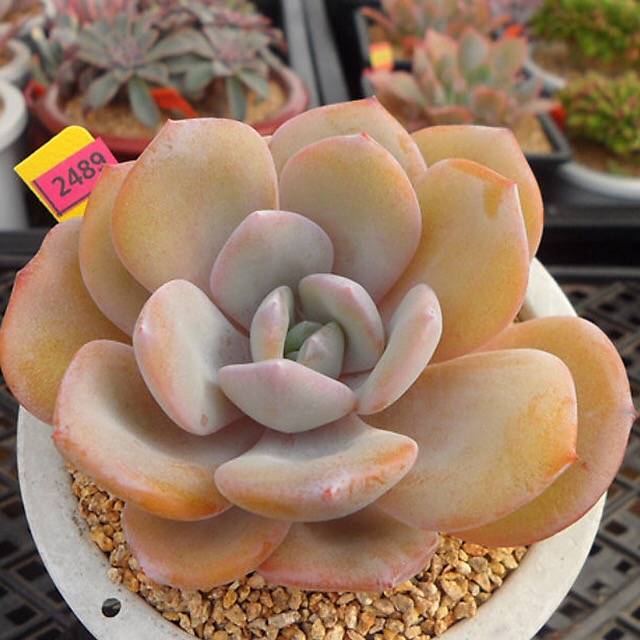 RESERVED) Echeveria Cream Tea – Cedar Creek Farmhouse