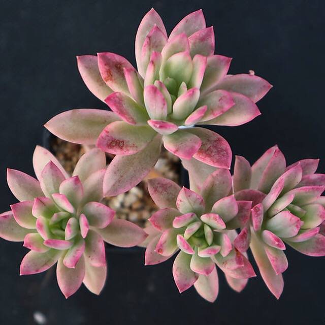 minibelle succulent Echeveria Mini Belle, Variegata, (Random)