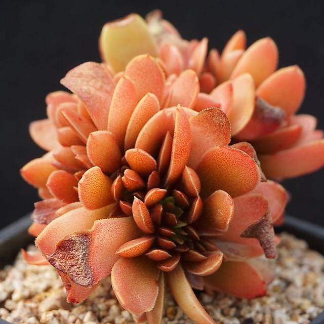 candy succulents PRESALE Echeveria 'Candy' Cristata, (Not so Random) – Cedar Creek Farmhouse