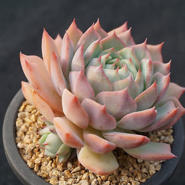 Echeveria Prism, (Video) – Cedar Creek Farmhouse