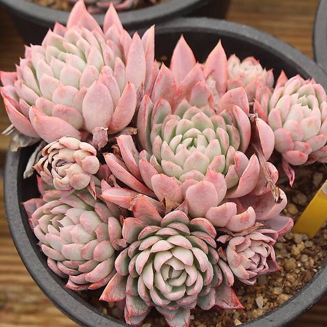 rose queen succulent PRESALE Graptoveria Rose Queen, (Not so Random)