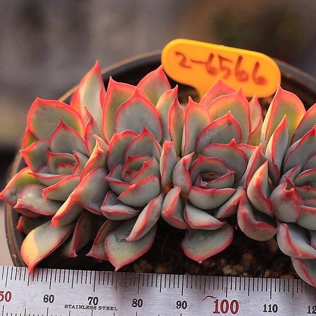 esther succulent Echeveria Esther – Cedar Creek Farmhouse