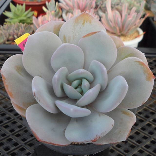 cream tea succulent RESERVED) Echeveria Cream Tea – Cedar Creek Farmhouse