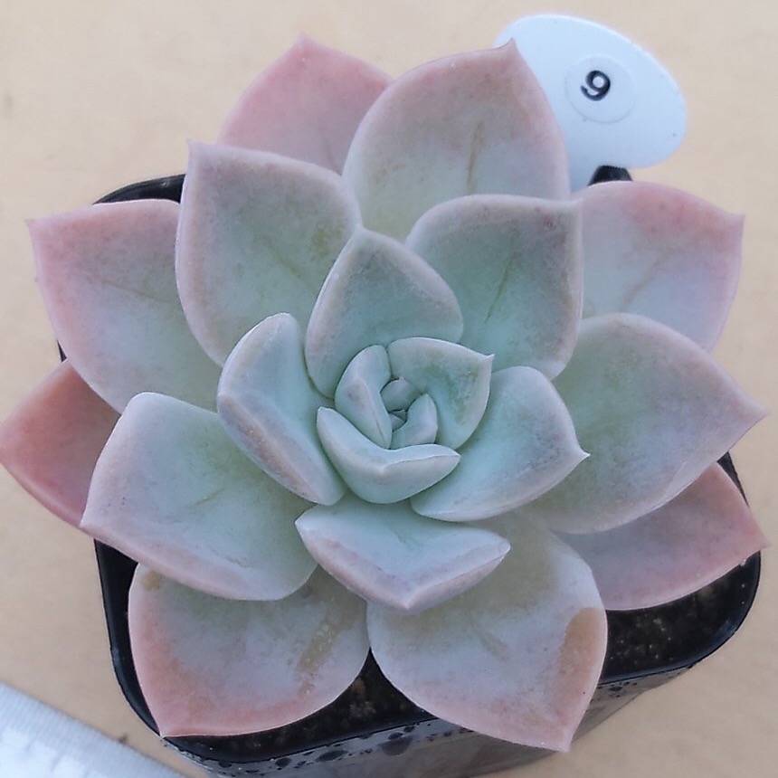 harry watson succulent Graptoveria Harry Watson, (Random)