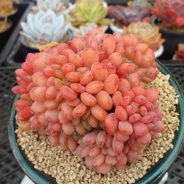 fantasia clair succulent Echeveria Fantasia Clair, Cristata