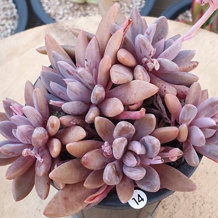 sugar jelly succulent PRESALE Echeveria Sugar Jelly Cluster, (Not so Random)