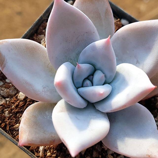 mexican giant succulent PRESALE Echeveria Mexican Giant, (Random) – Cedar Creek Farmhouse