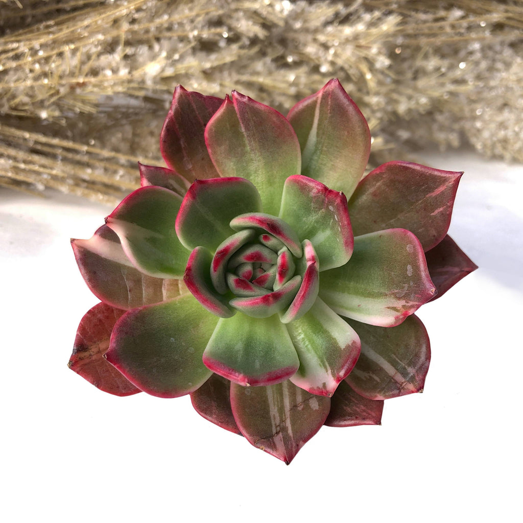 Echeveria Green Star, Echeveria 'Green Star' in GardenTags plant