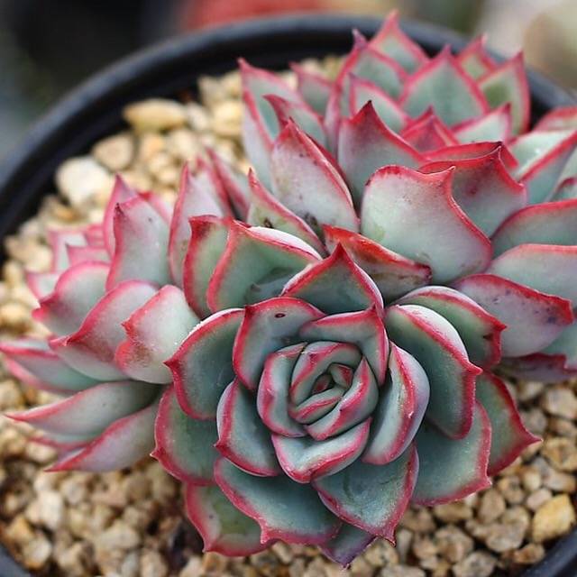 esther succulent PRESALE Echeveria Esther