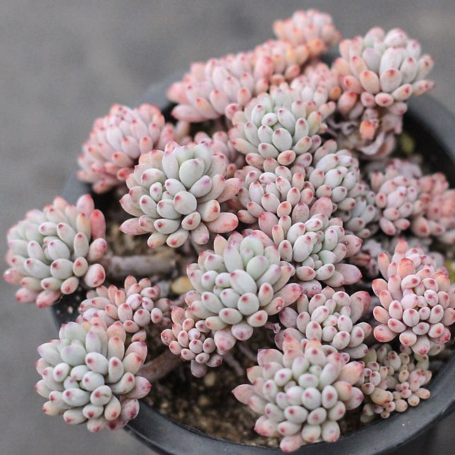 blue bean succulent Presale Graptopetalum Blue Beans