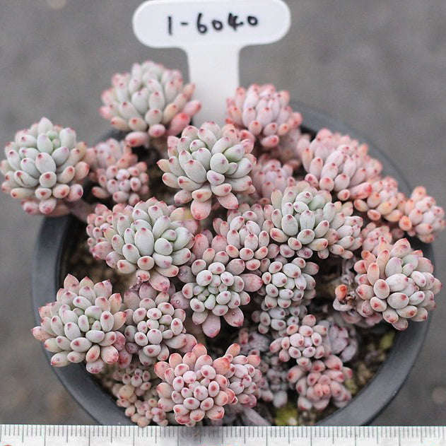 bluebean succulent Presale Graptopetalum Blue Beans – Cedar Creek Farmhouse