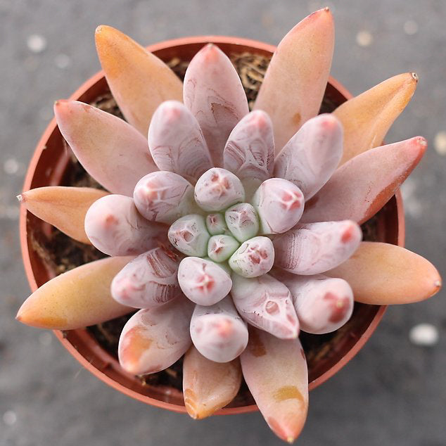 tolimanensis succulent PRESALE Echeveria Tolimanensis Sp
