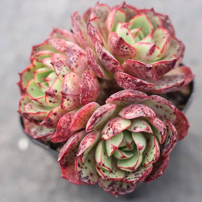 pound of love succulent PRESALE Echeveria 'Love Fire,' (Triple) – Cedar Creek Farmhouse