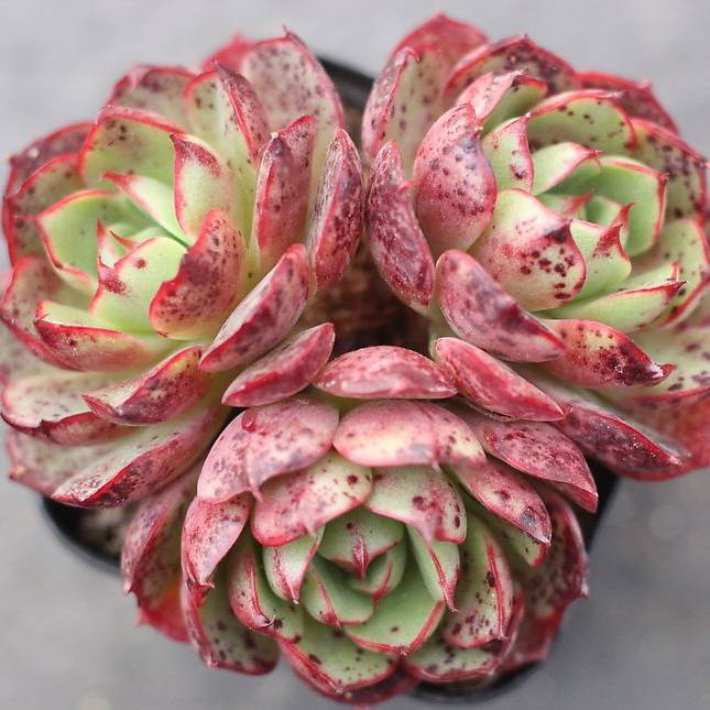 love's fire succulent PRESALE Echeveria 'Love Fire,' (Triple)