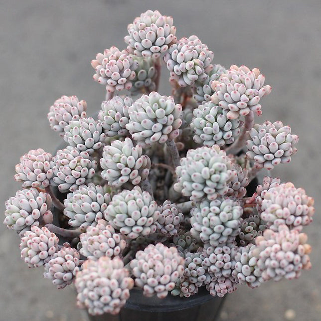 bluebean succulent PRESALE Graptopetalum Blue Beans – Cedar Creek Farmhouse