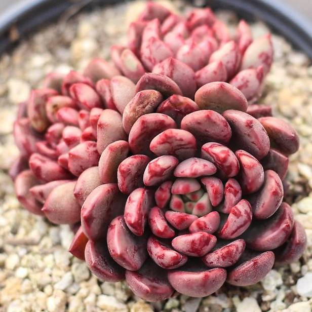 sedeveria pink ruby succulent PRESALE Sedeveria Pink Ruby – Cedar Creek Farmhouse