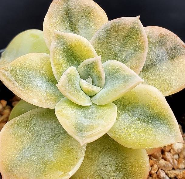 harry watson succulent Graptoveria Harry Watson Variegata