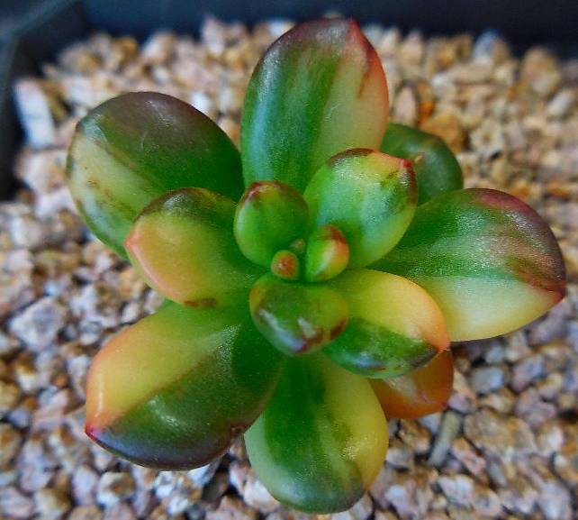 kalanchoe variegata Kalanchoe thyrsiflora f. variegata – DesertSTORE.es main image 1
