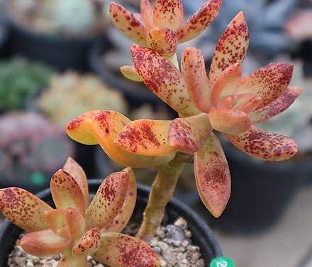 sedum treleasei succulent Sedum treleasei f. silver