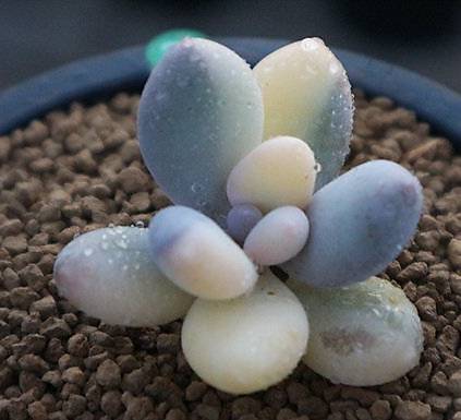 Pachyphytum Oviferum cv Momobijin, Variegata