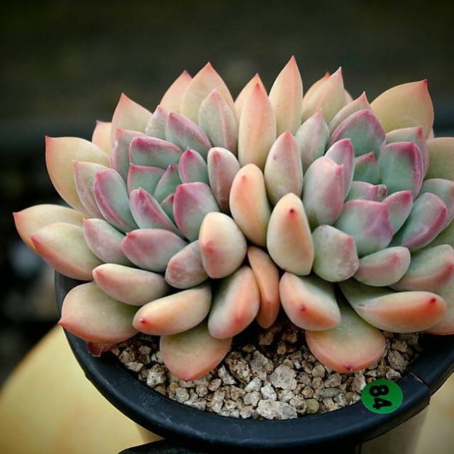 PRESALE Echeveria Chubby Lips, (Not so Random) – Cedar Creek Farmhouse