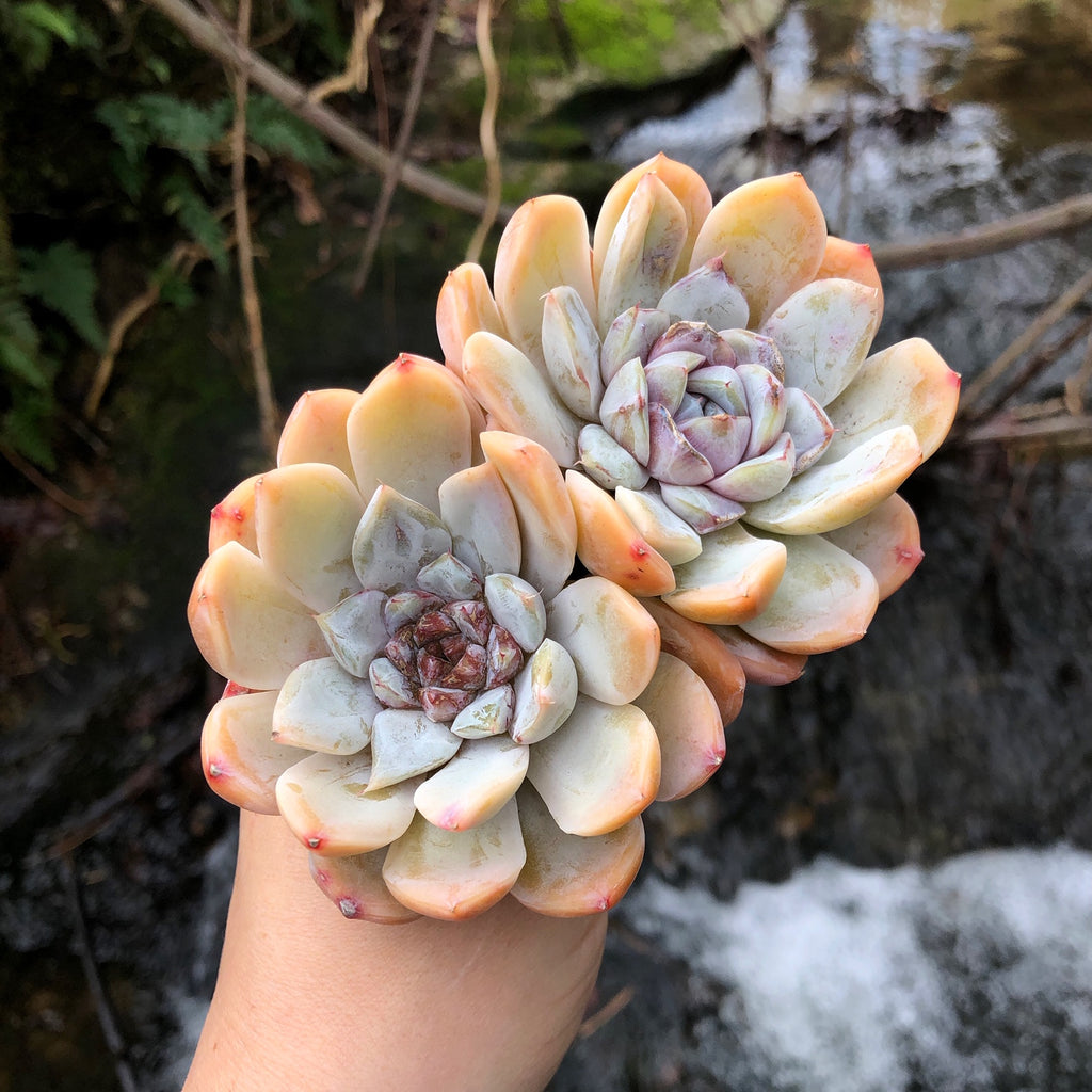 Echeveria Snow Bunny, Large – Cedar Creek Farmhouse