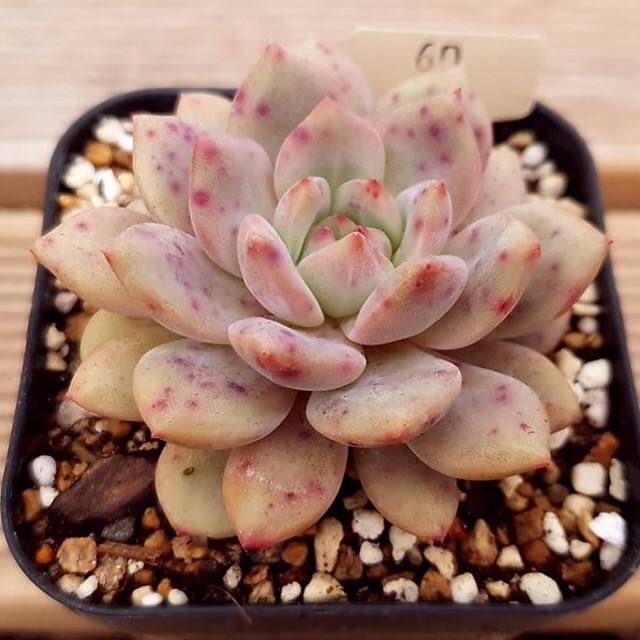 PRESALE Echeveria Ariel, (Random) – Cedar Creek Farmhouse