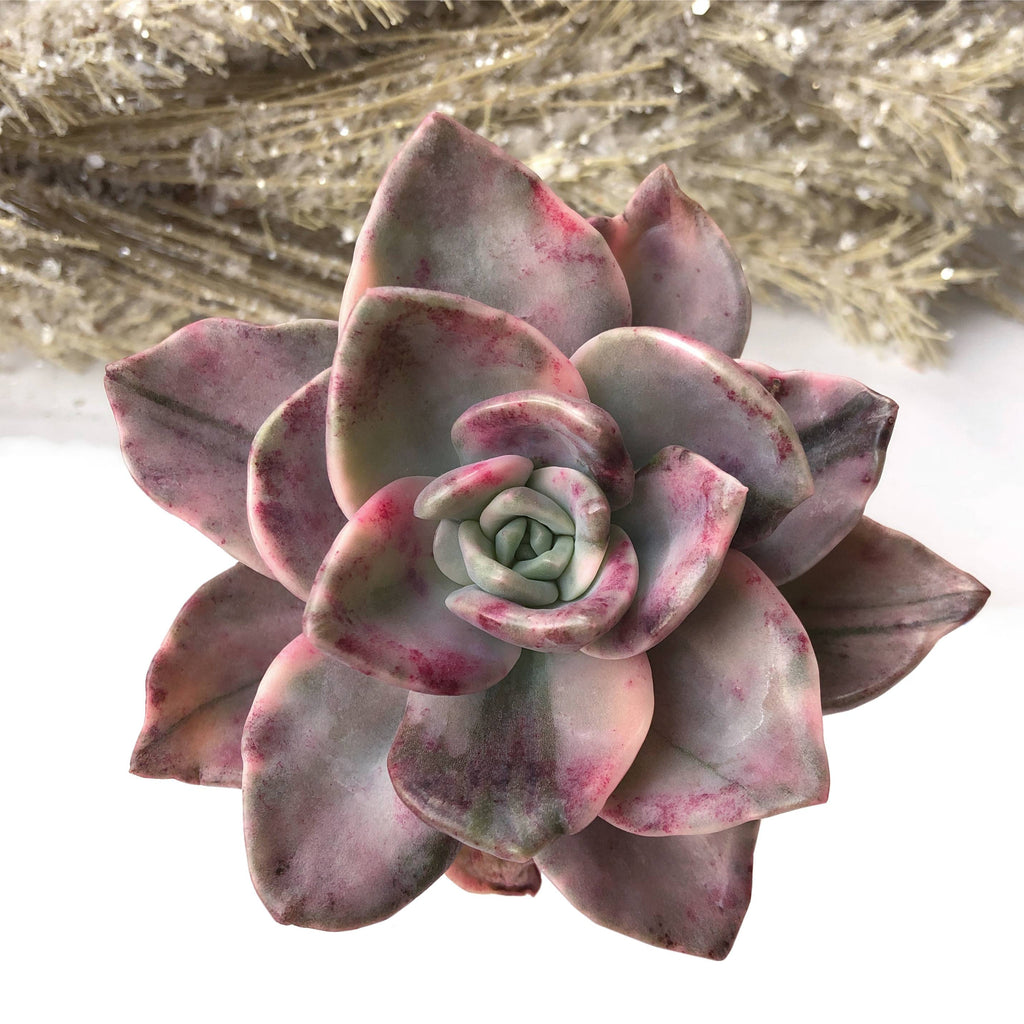 Graptopetalum bainesii f. variegata / VARIEGATED / cheapest Rare Succulent / FarmhouseSucculentCo