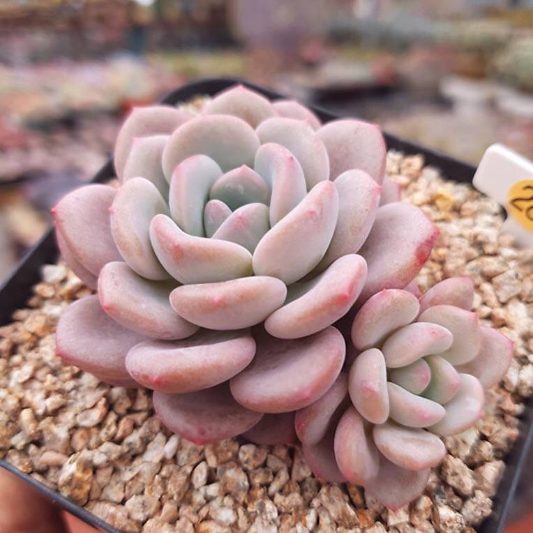 ice cream succulent PRESALE Echeveria Ice Cream, (Not so Random)