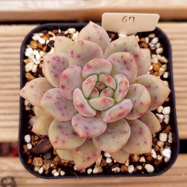 PRESALE Echeveria Ariel, (Random) – Cedar Creek Farmhouse