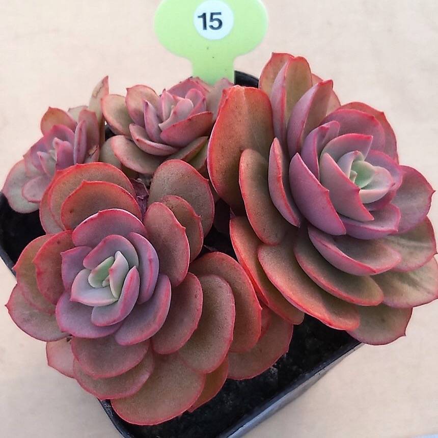 suyon succulent Echeveria Suyon, (Not so Random)