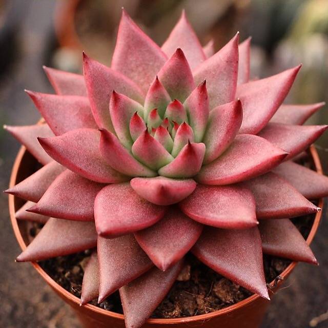 amethystium succulent Echeveria Agavoides 'Amethyst' – Cedar Creek Farmhouse