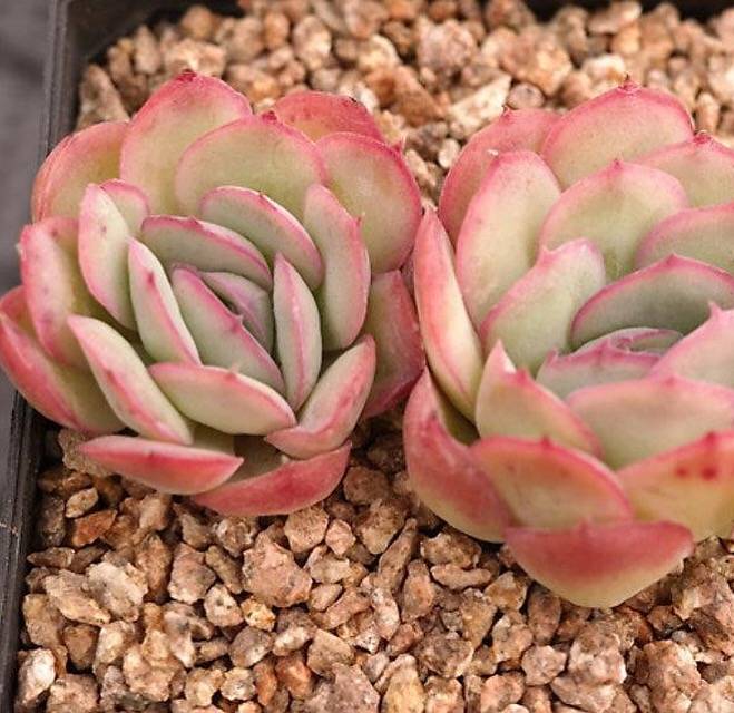 strawberry ice succulents Echeveria Strawberry Ice, Double, (Not so Random) – Cedar Creek Farmhouse