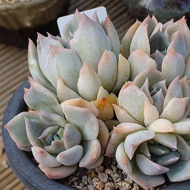 charming succulents PRESALE Echeveria Charming, Cluster, (Not so Random) – Cedar Creek Farmhouse